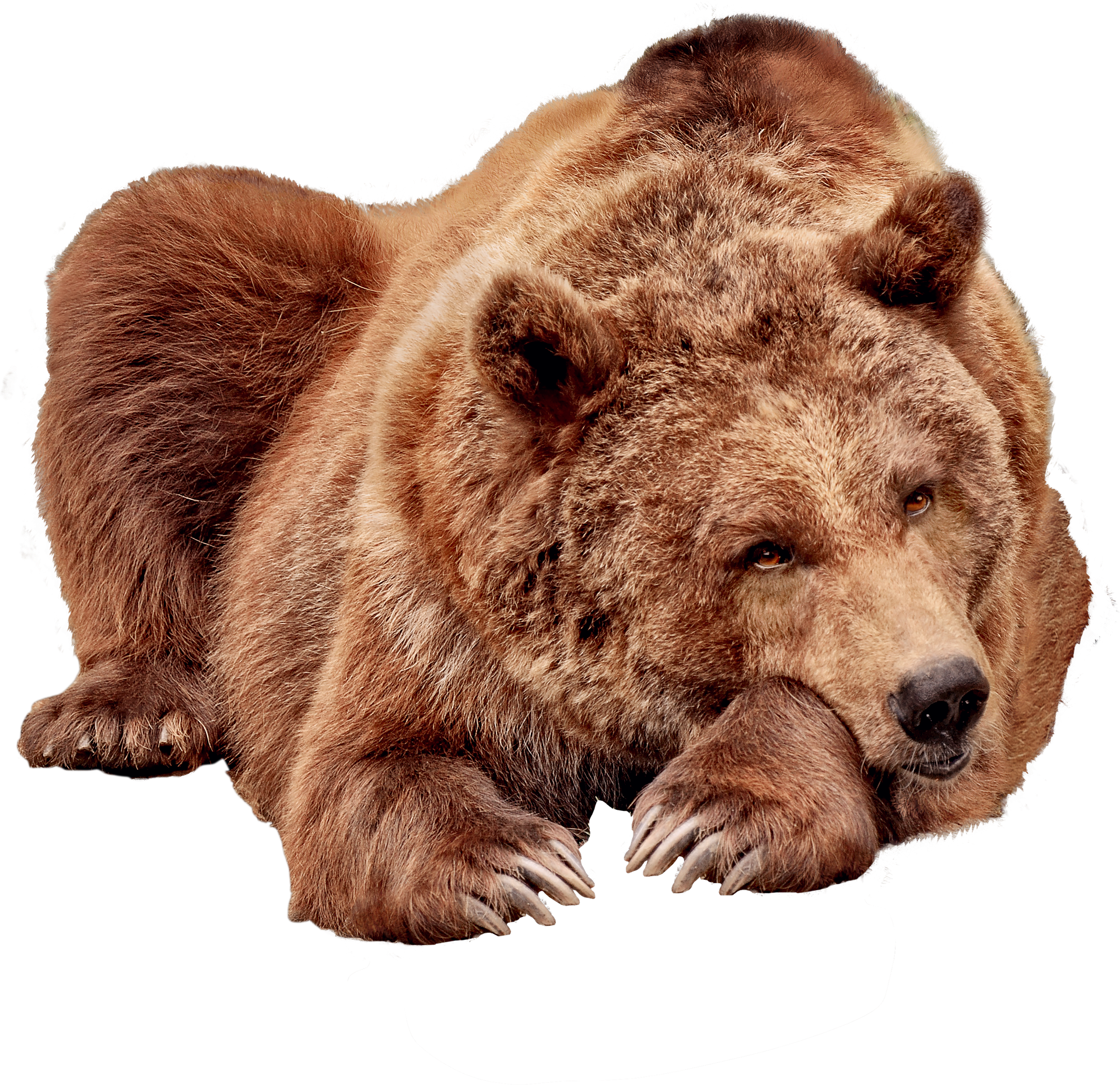 bear-7034405_1920.png