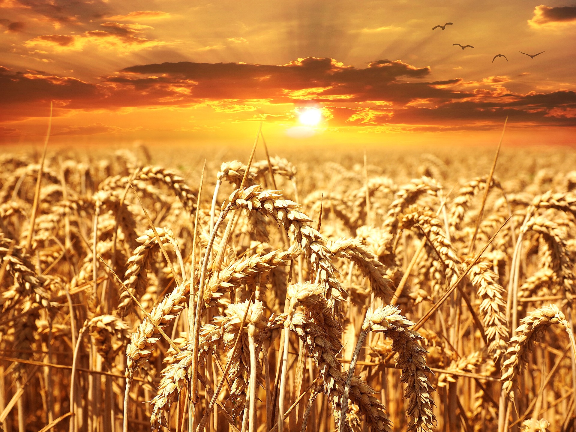 wheat-640960_1920.jpg